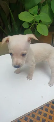 Doação de cachorro (sem raça definida)