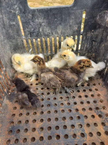 Pintinhos de sedosa do japao