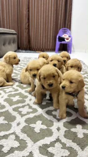 Filhotes Golden Retriever 
