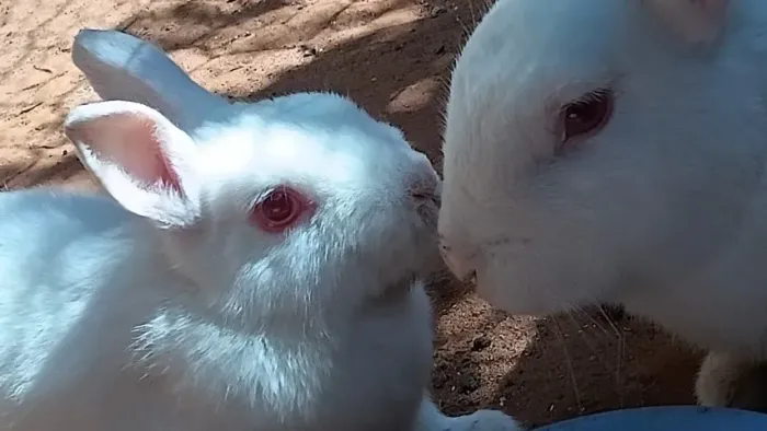 Casal de Coelhinhos 