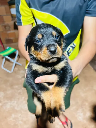 Rottweiler Disponível