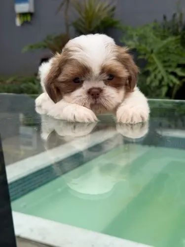 Shih Tzu