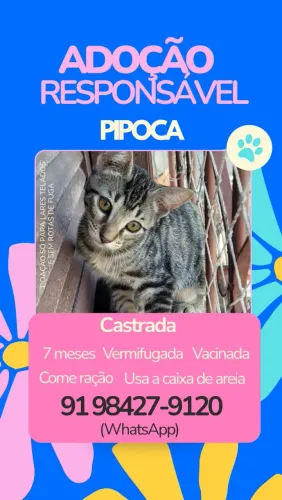 Gatinhas castradas para adoção responsável