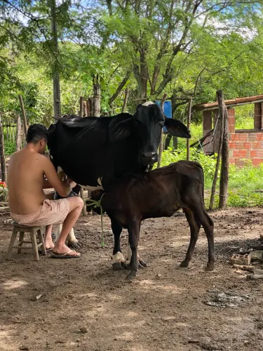 Vaca Girolando