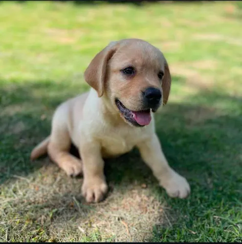Filhote labrador, O companheiro perfeito para sua vida está esperando por você!