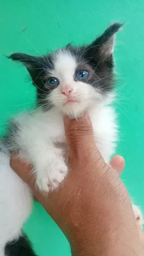 Lindo Gatinho macho Maine Coon