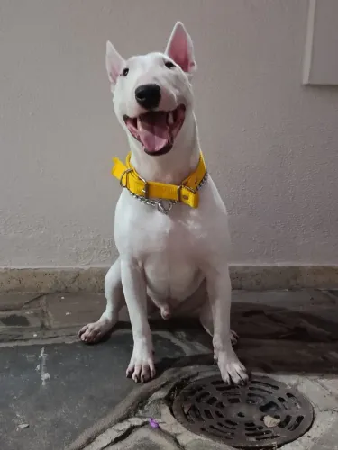 Bull terrier para doação 