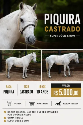 PONEI - PIQUIRA CASTRADO - 10 ANOS