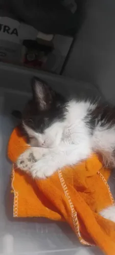 Estou doando gatinha fêmea 