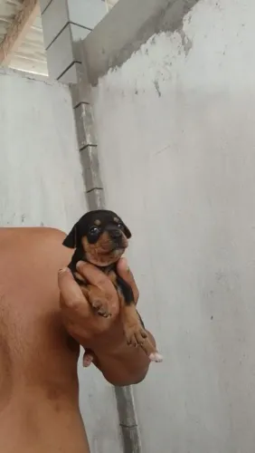 Pinscher micro macho e fêmea (venda) até 10 parcelas no cartão
