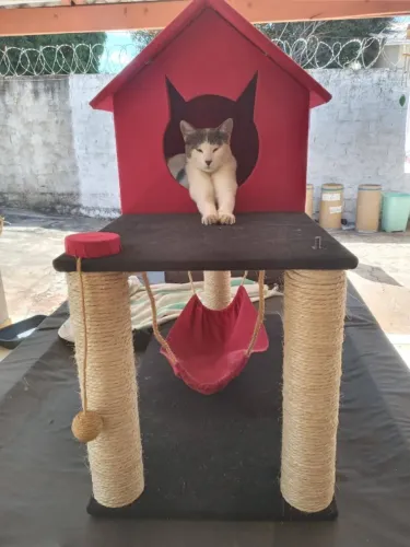CASA COM REDE ARRANHADOR DE GATOS