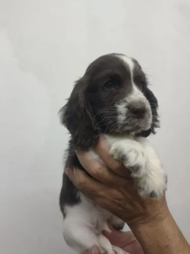 Filhote cocker spaniel inglês macho Fígado com branco