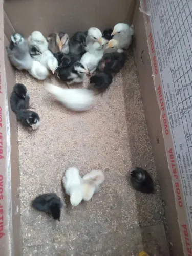 Garnize nagazaki pintinhos