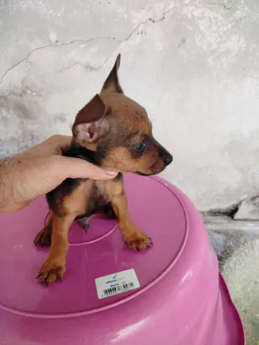 Pinscher 1 macho