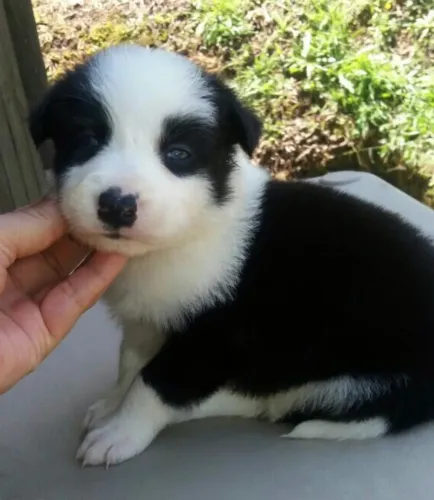Border Collie Filhote | Contrato + 1ª Dose de Vacina