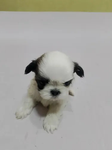cachorrinho shih tzu macho 