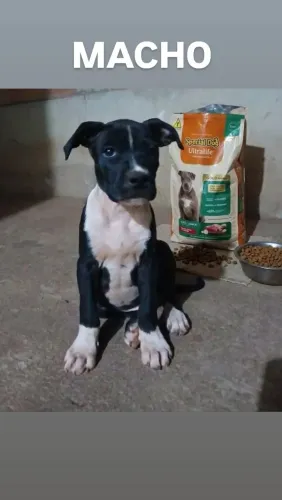 Filhote de Pitbull