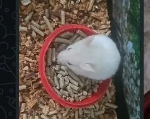 Hamster Sírios
