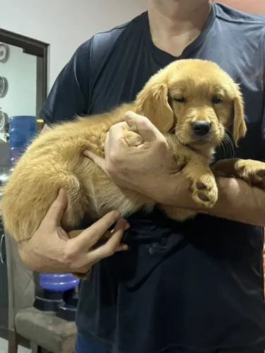 Filhotes Golden Retriever com Pedigree - Oferta diferenciada para ninhada toda