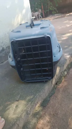 Caixa transportadora