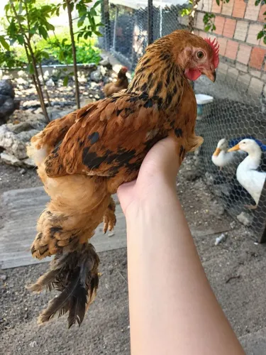 Galo/ frango brahma buff