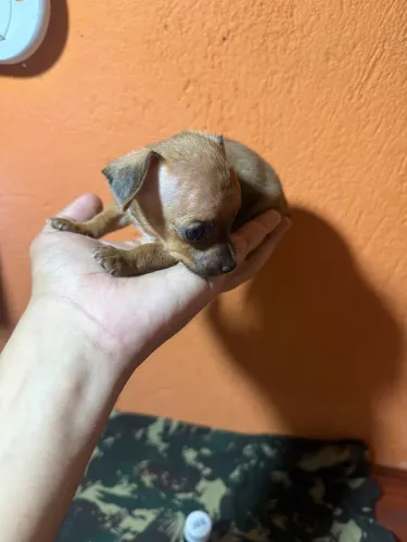 Filhotes Pinscher micro e zerinho