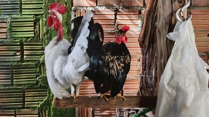 Galo garnize
