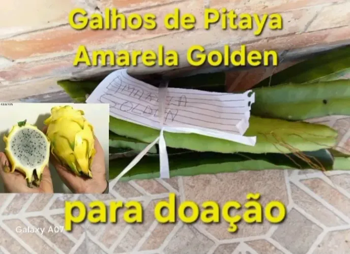 Galhos de Pitaya da Variedade Amarela Golden