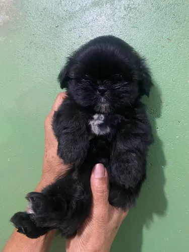 SHITZU+SHIPOO