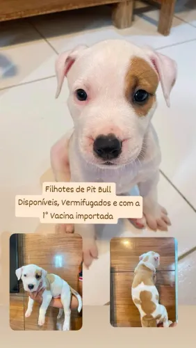 Filhotes de Pit Bull 500 vermifugados e com a primeira vacina importada