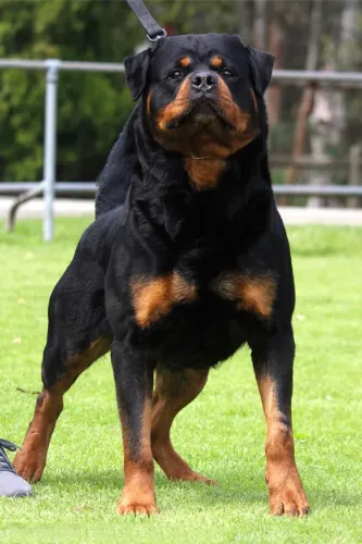 Filhotes de luxo ... rottweiler procedência 