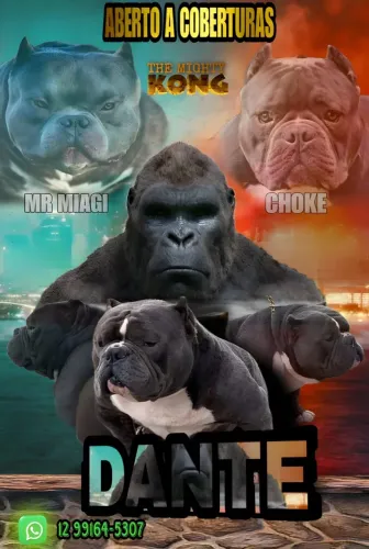American bully para cobertura