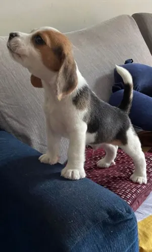 Beagle Cachorro dócil e carinhoso disponível agora