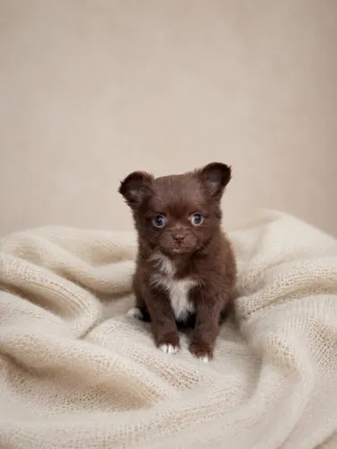 Chihuahua chocolate (marrom)