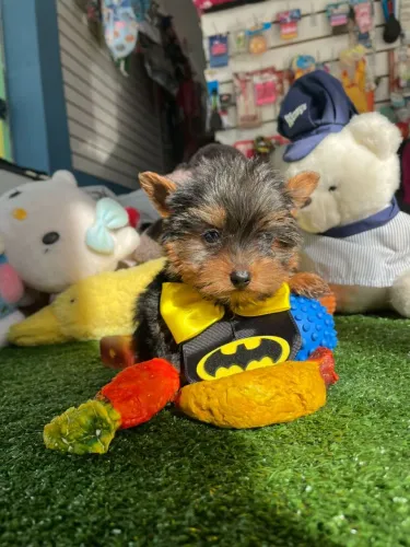 Filhote de Yorkterrier machinho
