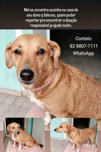 Cadelinha precisa e outro lar pois seu dono faleceu.