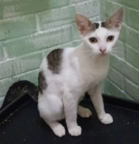 Gatinho para adoção 