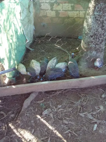 Vende angolas pampas e  chocolate 