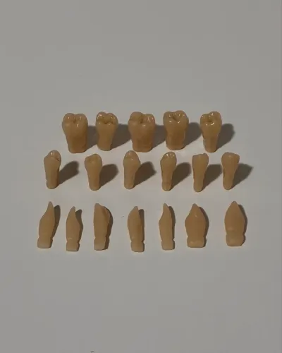 Conjunto de dentes hígidos para manequim de dentística MOM