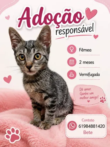 Gatinha para adocao