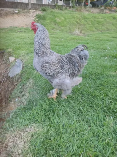 Galo Brahma barrado 