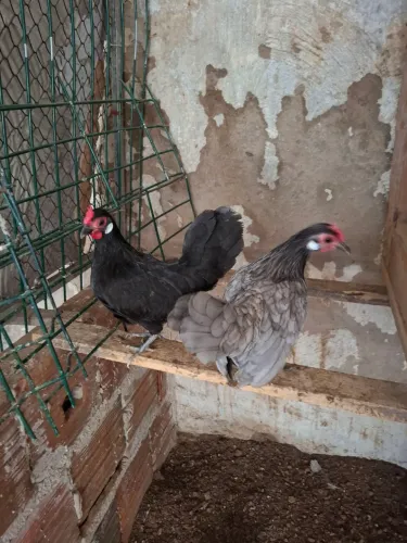 galinhas