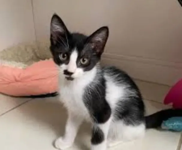 Gatinha para adoçao