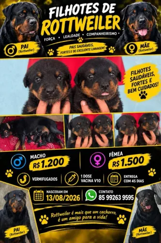 Cachorro rottweiler 