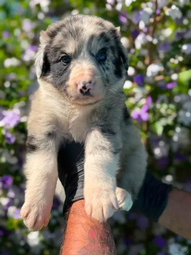 Border Collie | Um companheiro que adora aventura