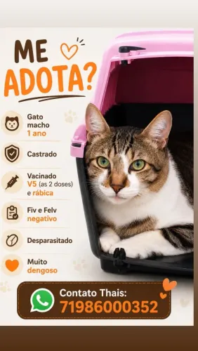 Adoção lindo Gato castrado e vacinadodo