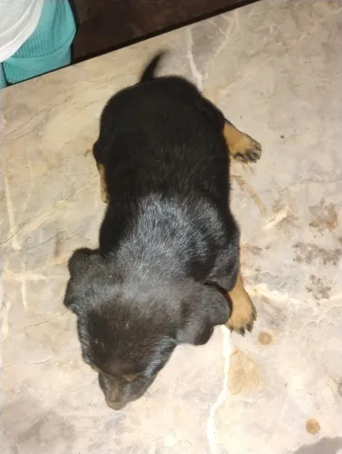 To doando essas duas cachorras fêmeas