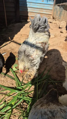 Galo e galinha  brahma 