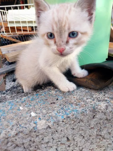 Adoção responsável gatinhas filhotes