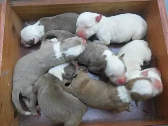VENDO FILHOTES DE PITBULL